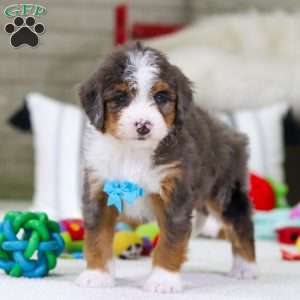 Dexter, Mini Bernedoodle Puppy